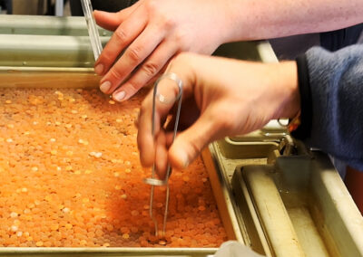 Enfernen abgestorbener Lachseier