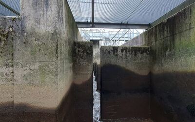 Wartung Fischpass Willstätt