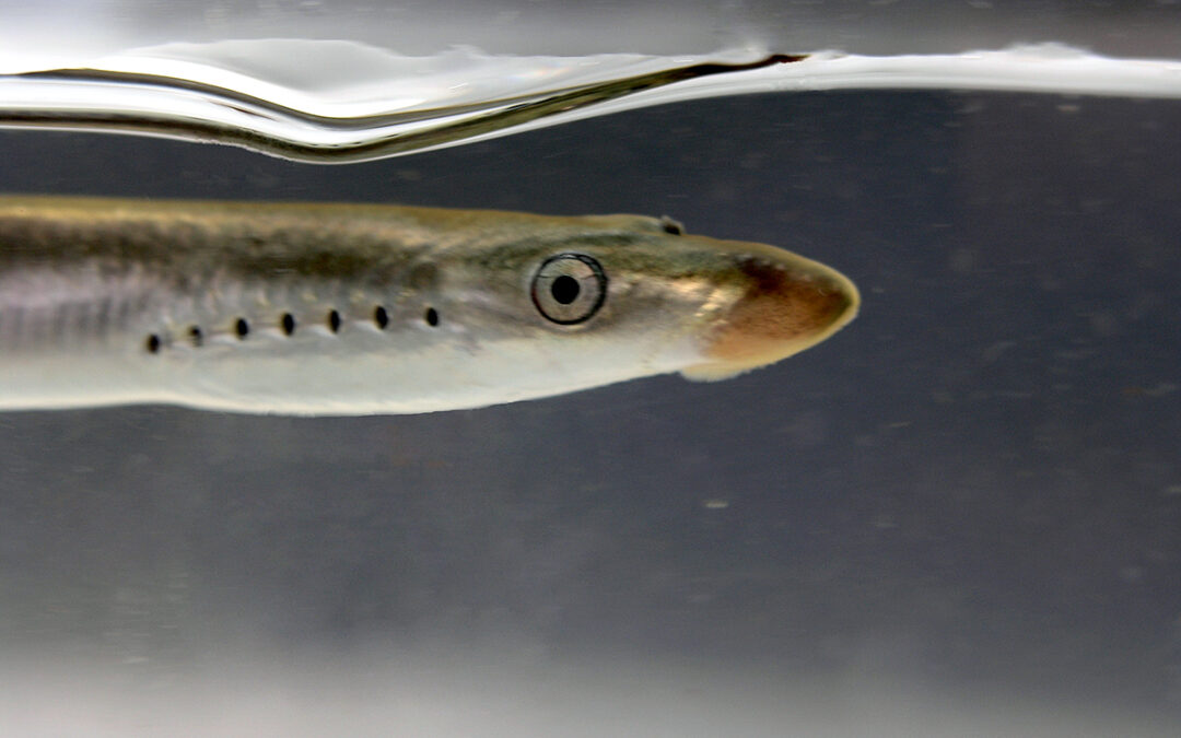 Fluss- und Meerneunauge