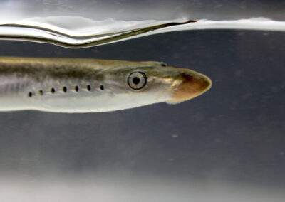 Fluss- und Meerneunauge