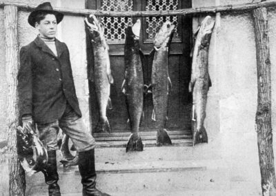 Gefangene Lachse am Hochrhein im Jahr 1916