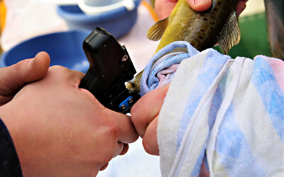 Genetisches Lachsmonitoring im Rheingebiet