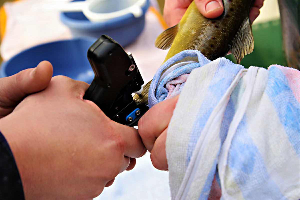 Gewebeprobe für genetischen Fingerabdruck