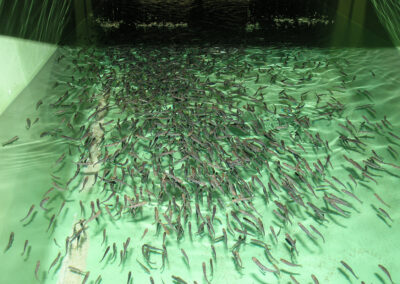 Junge Lachse im Aufzuchtbecken