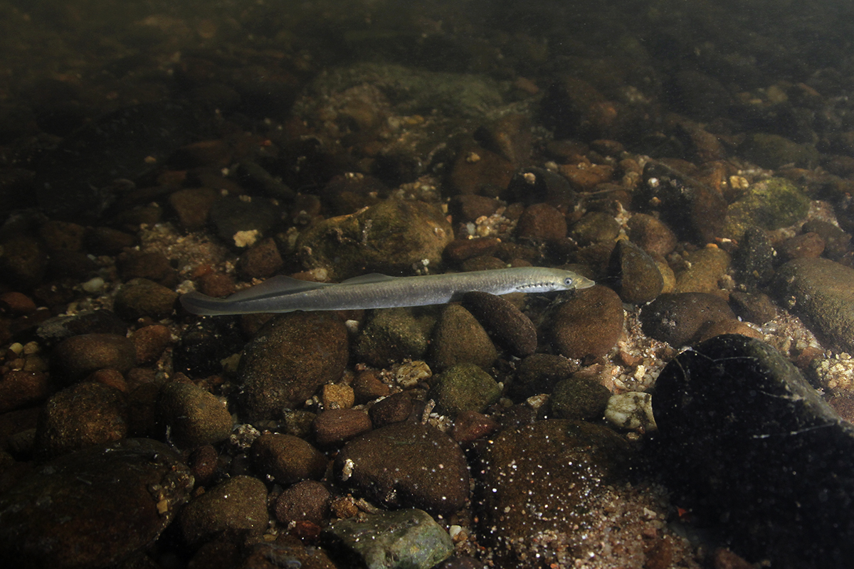Juveniles Flussneunauge in der Alb