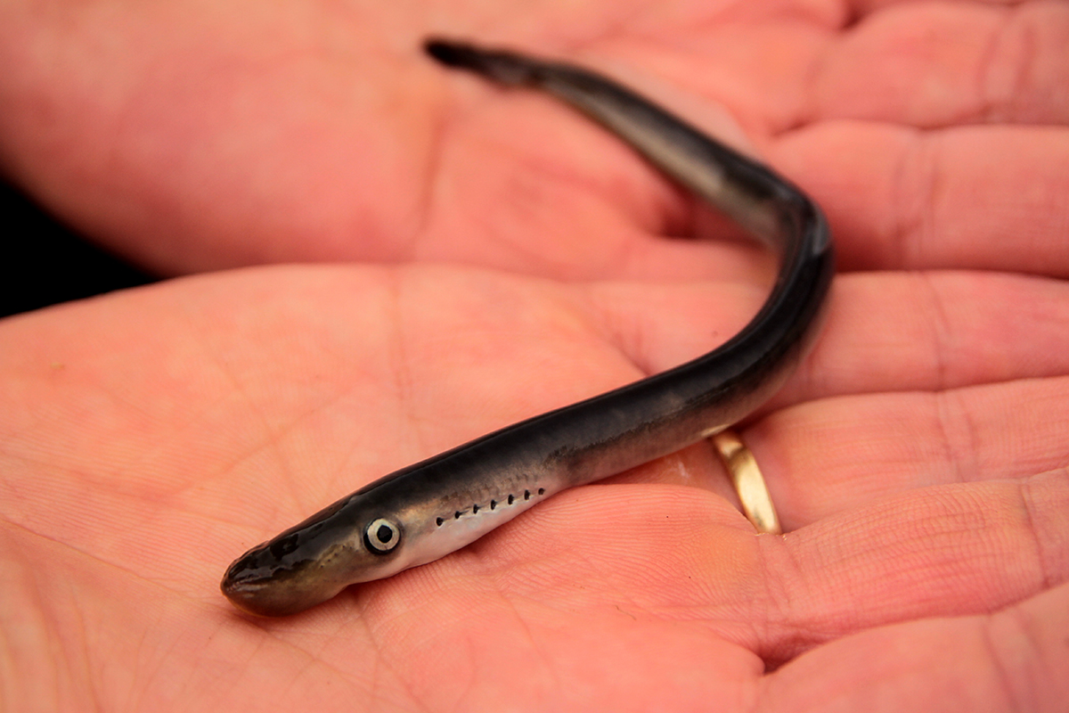 Juveniles Meerneunauge in der Murg