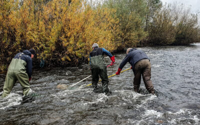 Bestandskontrollen im genetischen Lachsmonitoring