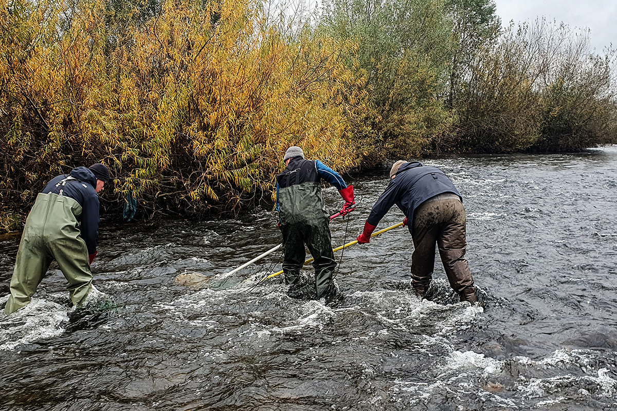 Kinzig-Befischung im November 2024
