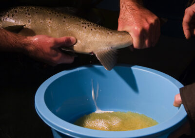 Streifen eines Milchners in der Lachszucht Wolftal