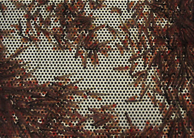 Lachsbrütlinge im Dottersack ca. 1 Woche nach Schlupf