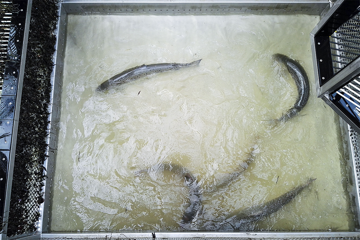 Lachse in der Reuse am Rheinfischpass Iffezheim