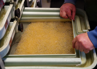 Lachseier im Brutschrank