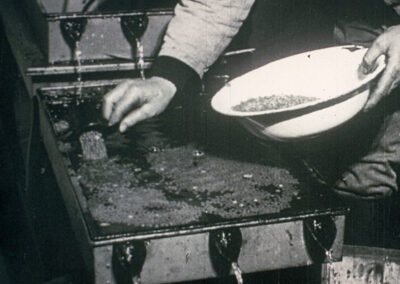 Auflegen befruchteter Lachseier in einer Brutanstalt im Jahr 1927