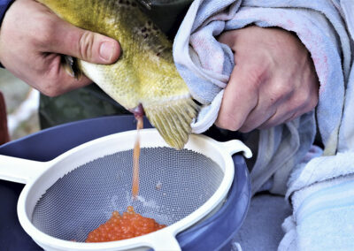 Lachsrogner beim Streifen