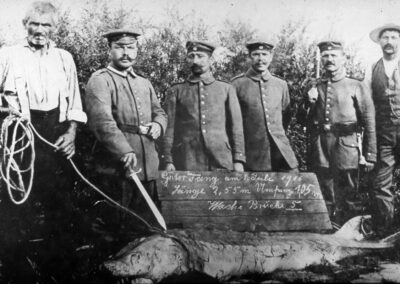 Letzter Stör vom Oberrhein im Jahr 1916