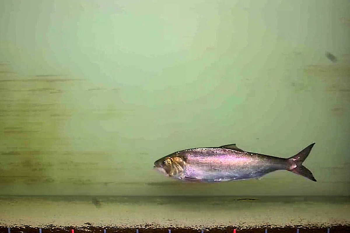 Maifisch im Fischpass Iffezheim