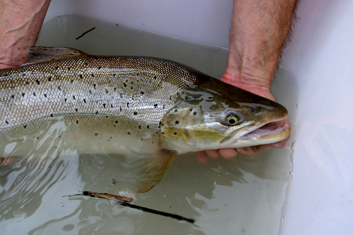 Meerforelle an der Rheinstaustufe Iffezheim