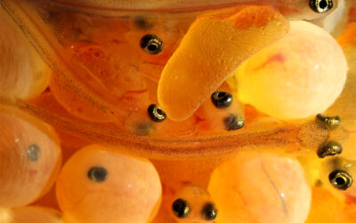 Die ersten Lachse schlüpfen